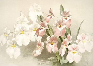 Odontoglossum Vexillarium