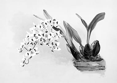 Orchids 1894 Black White