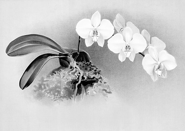 Orchids 1894 Black White