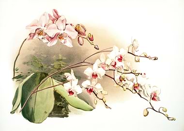 Phalaenopsis Sanderiana