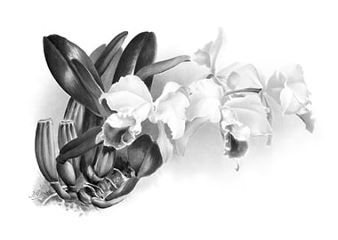 Orchids 1894 Black White