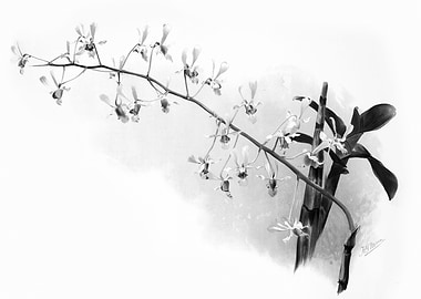 Orchids 1894 Black White