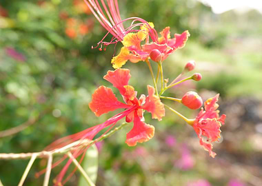 Beautiful Red Flower