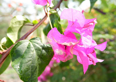 Beautiful Pink Flower