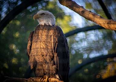 Bald Eagle 2