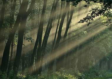 Light in the forest