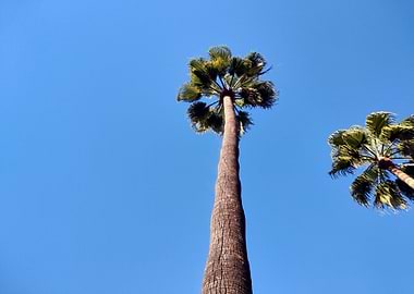 palm tree sky background