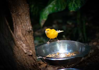 Little Yellow Bird