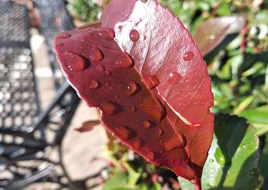 Red leaf water drop