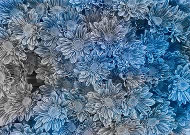 colorful daisy in bloom