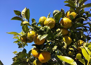 Orange sky background