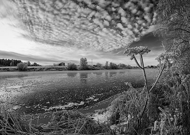 Frosty Cow Parsley By The