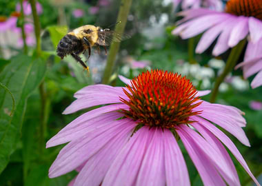 bumblebee pink coneflower