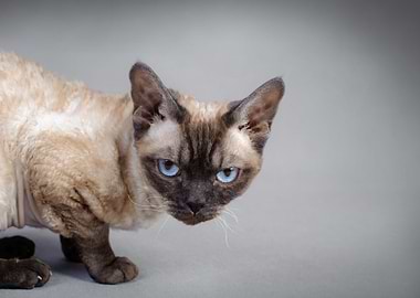 Devon Rex cat
