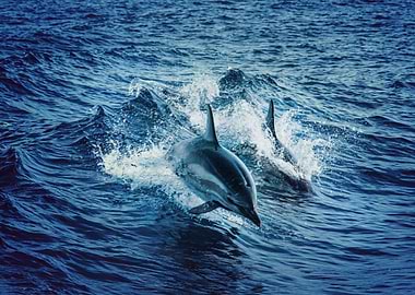 Dolphin Dance