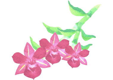 Red dendrobium orchid