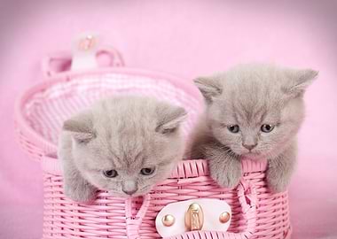 British shorthair kittens