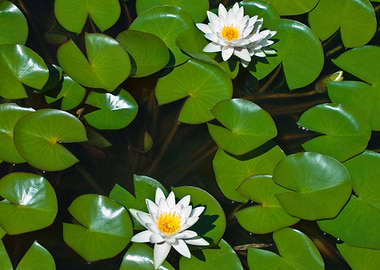 pond white lily pad flower