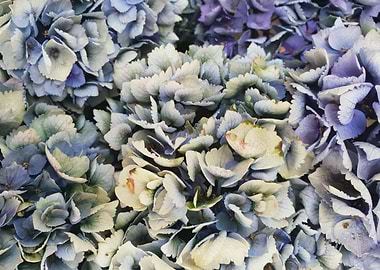 Fading Hydrangea Flowers