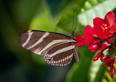 Zebra Butterfly