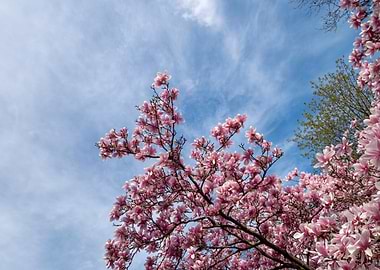 pink flower tree blooms