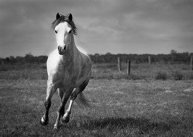 Horse Running