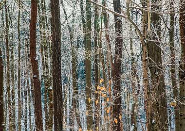 Abstract Winter Woodland