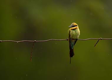Bee eater
