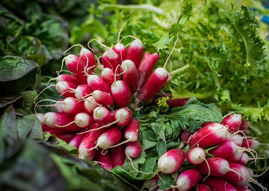 Fresh Garden Vegetables