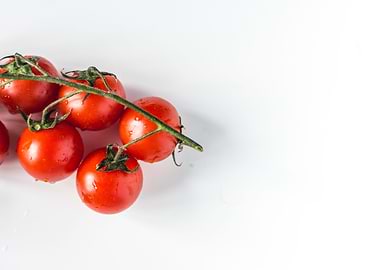 White Background Tomatoes