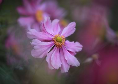 Pink Anemone