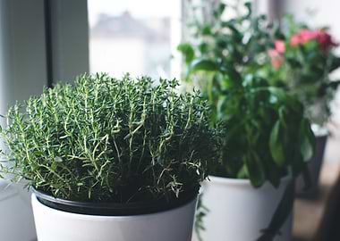 Kitchen Herbs
