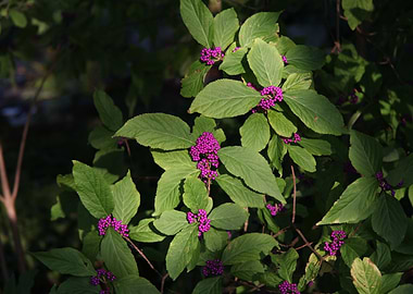 Purple Leafy Botanical