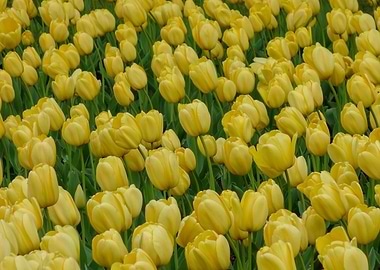 Sea Of Yellow Tulips