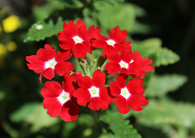 Red Verbena Oficinalis