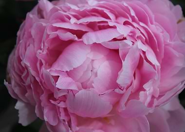 Elegant Pink Peony