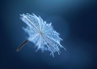 Dancing in the Moonlight