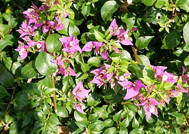 Beautiful Fresh Flower