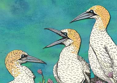 A Gaggle of Gannets