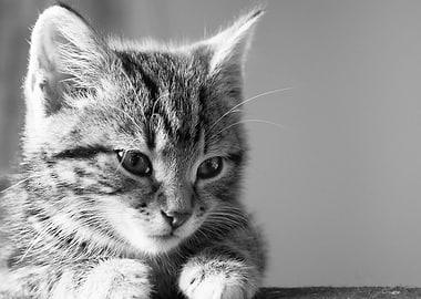 Tabby Kitten