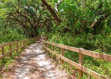 Forest Trail and Oak Trees