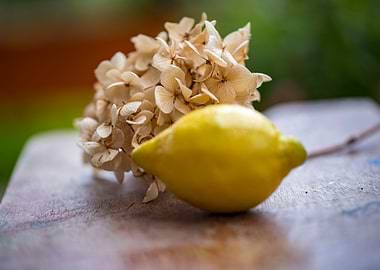 Flower And Lemon