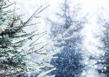 Spruce Forest Sun Snowing