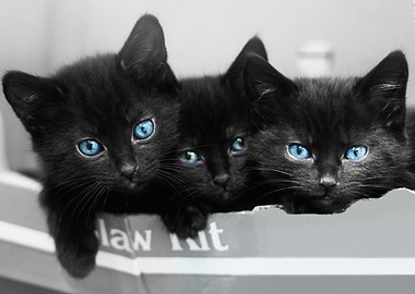 Blue Eyed Kittens