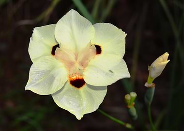 White African Lily