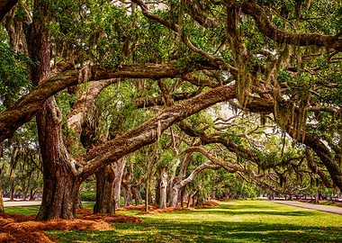 Line of Oak LImbs Over Law