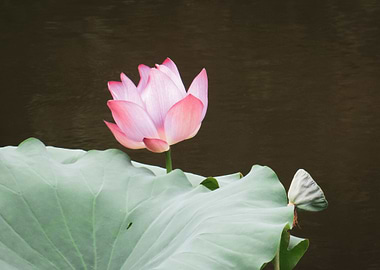 Lotus Bloom