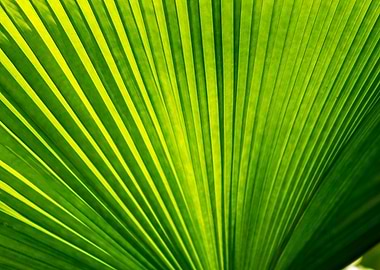 Banana Leaf