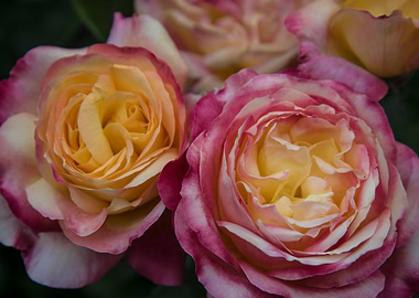 Peach Flavored Roses