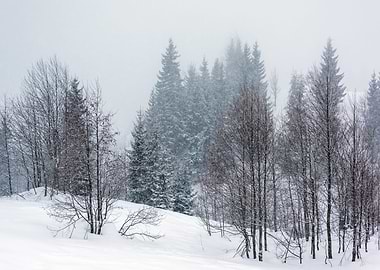 Snowy Winter Landscape